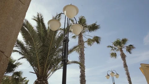 Windy palm trees with a lamp Stock Footage 86736815