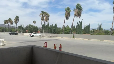 Windy palm trees seen from a rooftop parking structure, Los Angeles Stock Footage 344083915