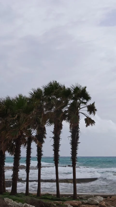 Windy Palm Trees By Stormy Sea Vertical Video 스톡 동영상 345087151