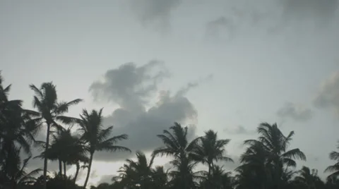 Windy palm trees in the sunset Stock Footage 30461096