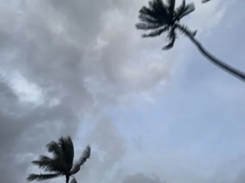 Windy Palm Trees Sway Under Dramatic Skies at Twilight Stock Footage 319362232