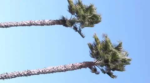 Windy Palm Trees Vertical Stock Footage 10583619