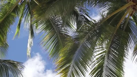 Windy palms blue sky closeup Stock Footage 231174580