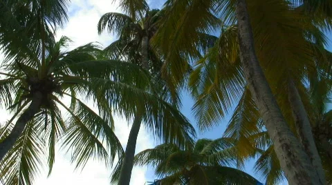 Windy Palms 库存影片 66845