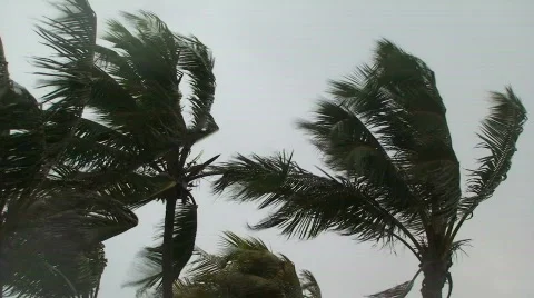 Windy Palms Stock Footage