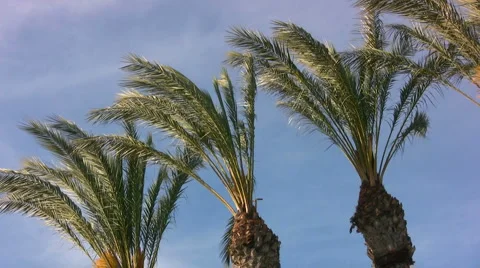Windy Palms 库存影片 1034825