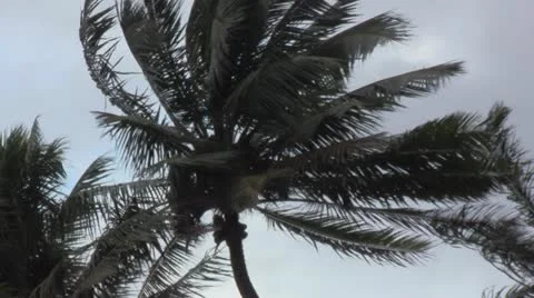 Windy Palms Stock Footage 12395501