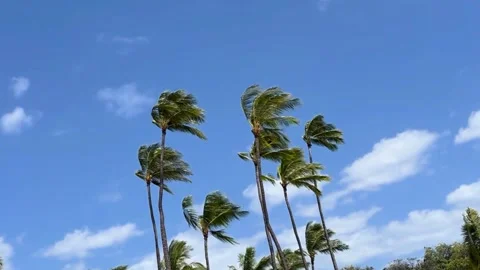 Windy Palms Stock Footage 305808439