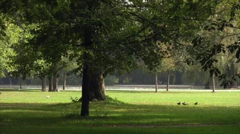 Windy Park Stock Footage 622471