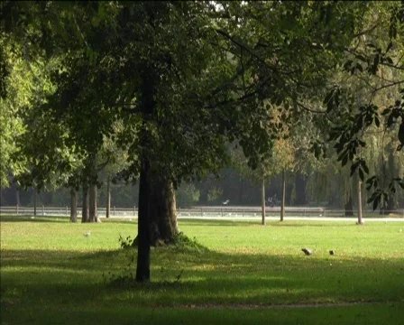Windy Park Stock Footage 622496