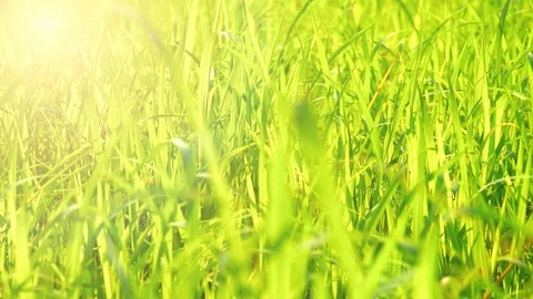 Windy pasture grass concept. Grass motion moving for wind in pasture on daytime. Stock Footage 88290364