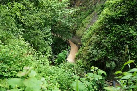 Windy path through the lush green forest and ravine. Stock Photos