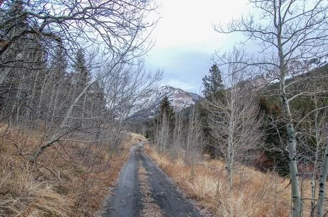 Windy path winds through dry forest Stock Photos