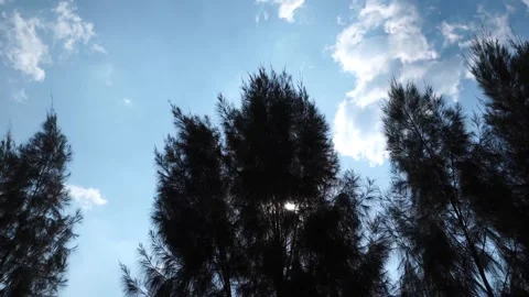 Windy Pine Forest Video stock 327550588