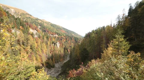 Windy pine tree forest in autumn | Italian alps | Static Shot Stock-Footage 32454841