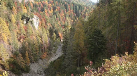 Windy pine tree forest in autumn | Italian alps | Tilt Shot Stock-Footage 32455469