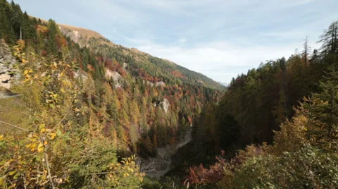Windy pine tree forest in autumn | Italian alps | Panning Shot Stock-Footage 32456688