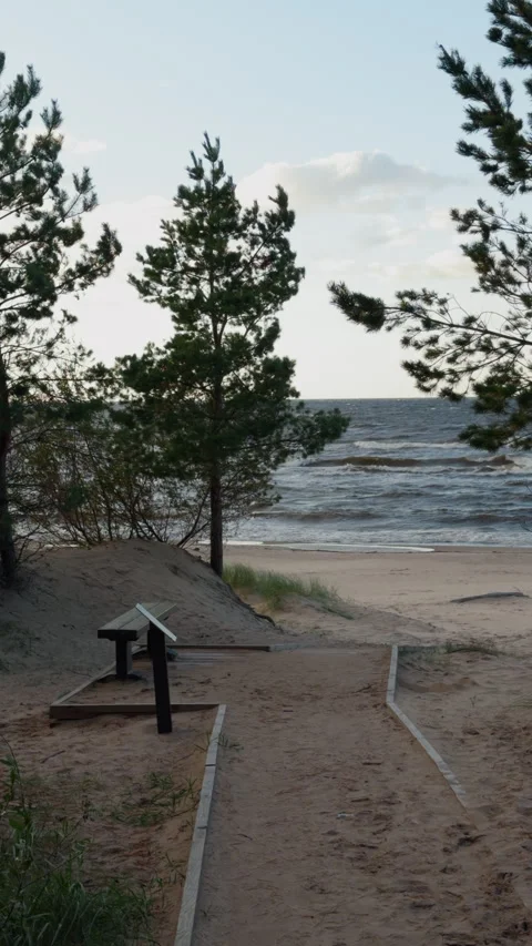 Windy pine trees framing sandy shoreline and rolling waves on quiet coastal Stock Footage 346558425