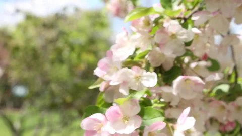 WINDY PINK FLOWERS Stock Footage 183095753
