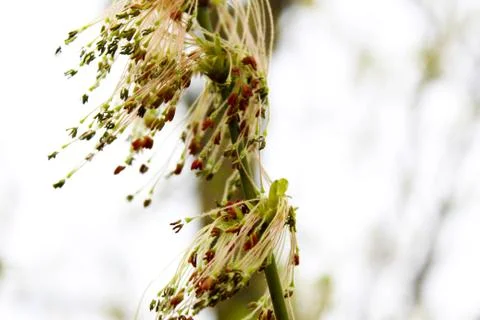 Windy Plant Stock Photos