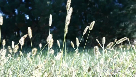 Windy plants Stock Footage 96378368