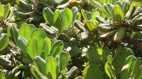 Windy Plants with some Bees Stock Footage 1033547