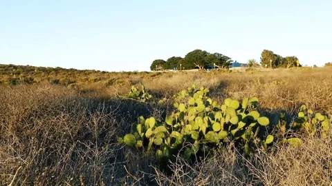 Windy Point Dume cactus Stockbeeldmateriaal 81455866