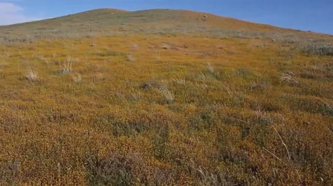 Windy Poppy Field 動画素材 48705530
