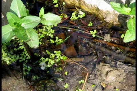 Windy Puddle Видео 420528