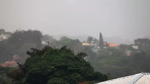 Windy Rainy Trees 3 Stock Footage 222876676