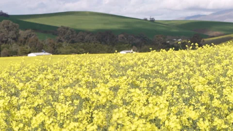 Windy Rapeseed Crop Field with Rolling Green Hills in Background Stock Footage 346266007