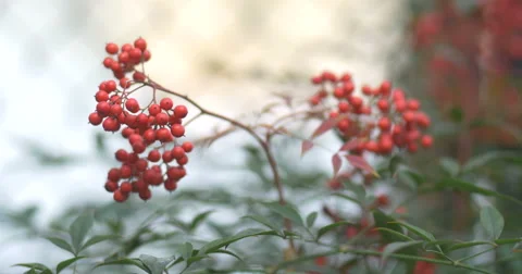 Windy Red Berries Stock Footage 51310527