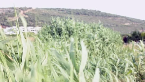 Windy reeds Stock Footage 197162145