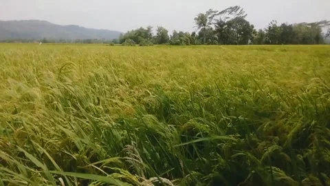 Windy rice field atmosphere 库存影片 268336461