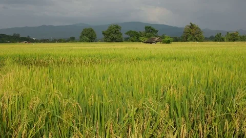 Windy in the rice field Stock Footage 81629628
