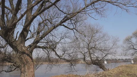Windy river trees Stock Footage 104791305