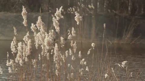Windy riverside Video stock 10882970