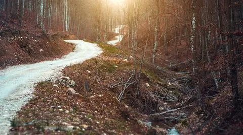 Windy road through forest in sundown Stock Photos