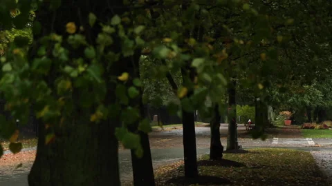 WINDY ROW OF TREES Stock Footage 186715702