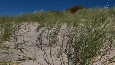 Windy Sand Dunes with Beach Grass Stock-Footage 341630130