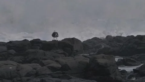 Windy Seagull Video stock 156732273