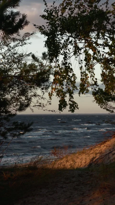 Windy shoreline framed by pine branches and autumn leaves over rough blue water Stock Footage 346558591