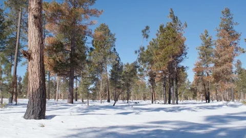 Windy Snow Covered Forest 4k Stock Footage 122526051