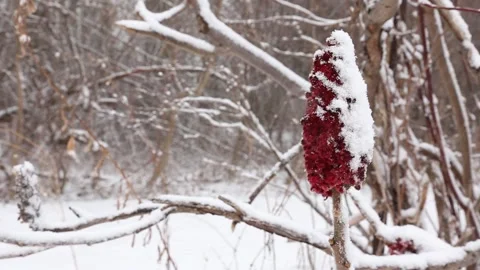Windy Snow Covered Sumac Stock Footage 145490615