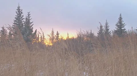 Windy Snow Meadow Forest Grasses at Sunset Stock Footage 8969489