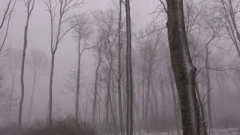 Windy snowstorm snowfall in winter  forest Stock Footage 72931670
