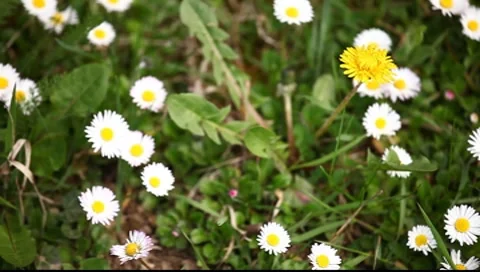 Windy Spring Day Flowers Stock Footage 7731476
