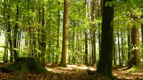 Windy Spring Forest / Summer 動画素材 129308026