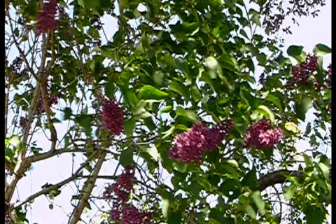 Windy spring season Video stock 730728