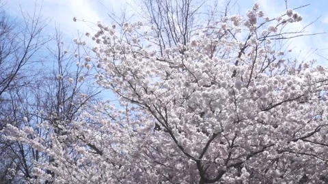WINDY SPRING TIME Stock Footage 194008300